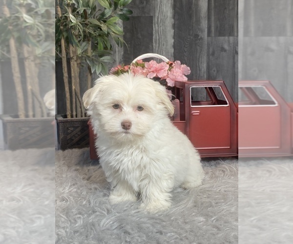 Medium Photo #5 Havanese Puppy For Sale in CANOGA, NY, USA