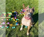 Small #18 American Pit Bull Terrier Mix