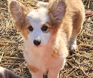 Pembroke Welsh Corgi Puppy for sale in MILTON, WI, USA