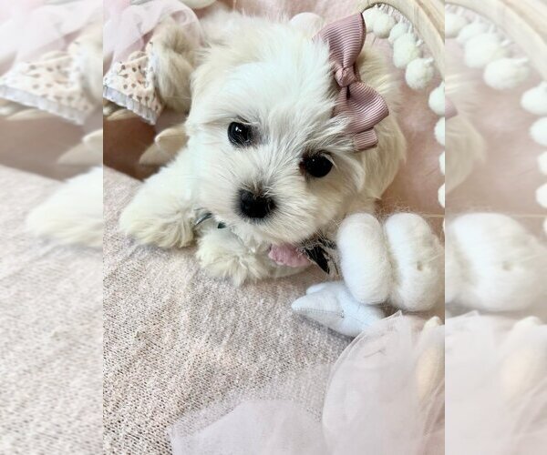Medium Photo #16 Maltese Puppy For Sale in TAMPA, FL, USA