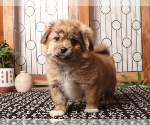 Medium Photo #1 Shorkie Tzu Puppy For Sale in NAPLES, FL, USA