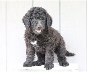 Labradoodle-Poodle (Standard) Mix Puppy for sale in FREDERICKSBG, OH, USA