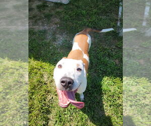 Boxer-Unknown Mix Dogs for adoption in Evansville, IN, USA