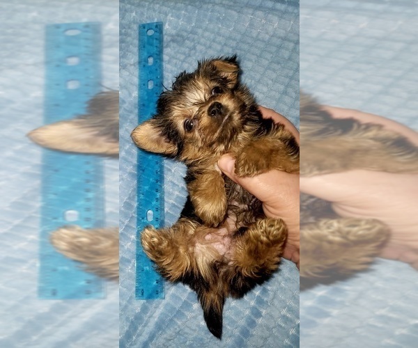 Medium Photo #6 Yorkshire Terrier Puppy For Sale in AKRON, OH, USA