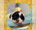 Small #1 Mutt