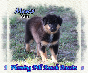 Miniature Australian Shepherd Puppy for sale in FORESTBURG, TX, USA