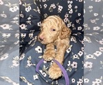 Puppy Purple Labradoodle-Poodle (Standard) Mix