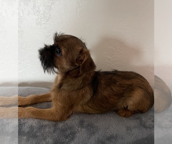 Medium Photo #8 Brussels Griffon Puppy For Sale in SAGINAW, MI, USA