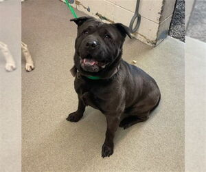 Chinese Shar-Pei-Unknown Mix Dogs for adoption in San Bernardino, CA, USA
