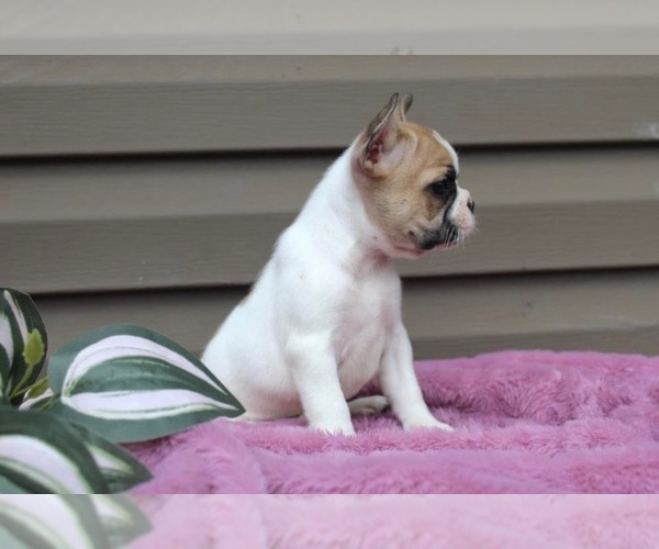 Medium Photo #7 French Bulldog Puppy For Sale in LIBERTY, KY, USA