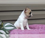 Small Photo #8 French Bulldog Puppy For Sale in LIBERTY, KY, USA