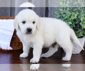 Medium English Cream Golden Retriever