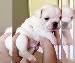 Small Photo #8 French Bulldog Puppy For Sale in EL CAJON, CA, USA