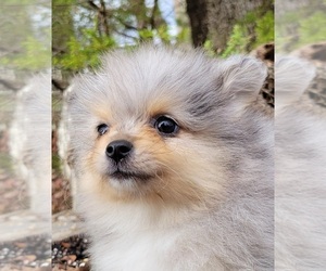 Pomeranian Puppy for sale in STATHAM, GA, USA