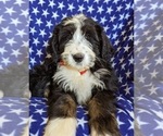 Small Photo #6 Bernedoodle Puppy For Sale in COCHRANVILLE, PA, USA