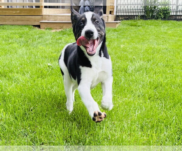 Medium Photo #5 Siberian Husky-Unknown Mix Puppy For Sale in Germantown, OH, USA