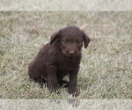 Small Photo #9 Labradoodle Puppy For Sale in MEMPHIS, MO, USA