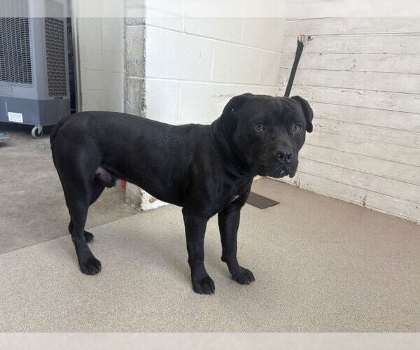 Medium Photo #1 Mutt Puppy For Sale in San Bernardino, CA, USA