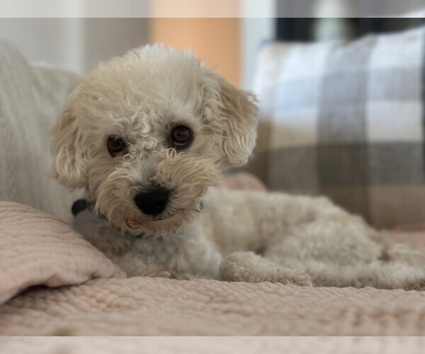 Medium Photo #3 Poochon Puppy For Sale in Phoenix, AZ, USA