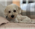 Small #2 Poochon