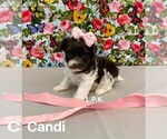 Image preview for Ad Listing. Nickname: Tiny Candi