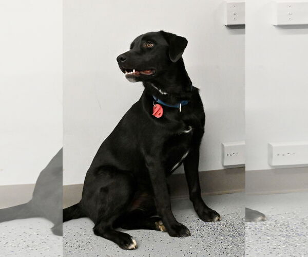 Medium Photo #4 Borador Puppy For Sale in Wakefield, RI, USA