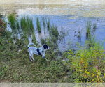 Small Photo #3 Mutt Puppy For Sale in Garden City, NY, USA