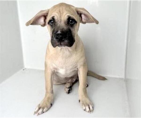Medium Photo #1 Mastiff Puppy For Sale in Houston, TX, USA