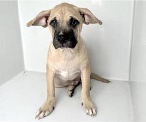 Mastiff Dogs for adoption in Houston, TX, USA