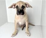 Small Mastiff