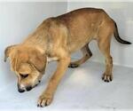 Small #1 Chow Chow-Labrador Retriever Mix