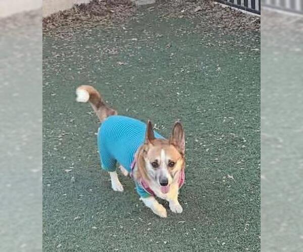 Medium Photo #3 Mutt Puppy For Sale in Rockwall, TX, USA