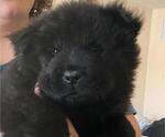 Small Photo #3 Chow Chow Puppy For Sale in PITTSFIELD, NH, USA