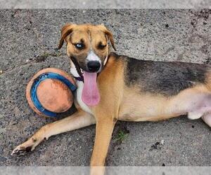 German Shepherd Dog-Siberian Husky Mix Dogs for adoption in Chula Vista, CA, USA