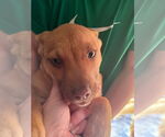 Small #1 American Staffordshire Terrier Mix