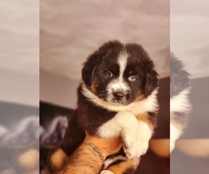 Australian Shepherd Puppy for sale in PROVIDENCE, RI, USA