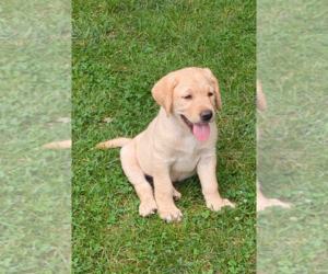 Labrador Retriever Puppy for sale in FREDERICKSBURG, IN, USA