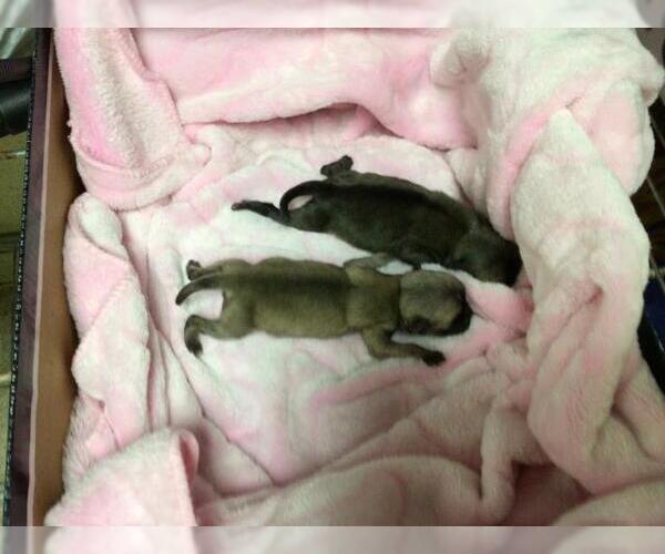 Medium Photo #1 French Bulldog Puppy For Sale in Riverside, CA, USA