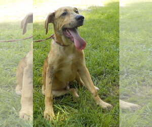 260791  Buzz - Male Boxer-Unknown Mix Dog for Adoption - Photo #3