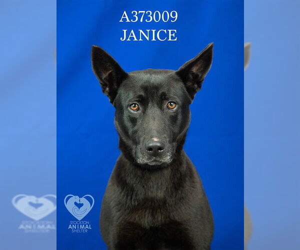 Medium Photo #1 Shepradors Puppy For Sale in Stockton, CA, USA