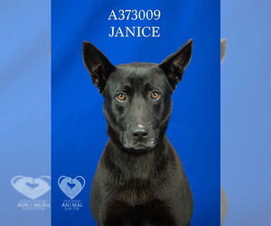 Shepradors Dogs for adoption in Stockton, CA, USA