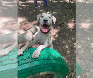 Retriever -Unknown Mix Dogs for adoption in Greenville, SC, USA