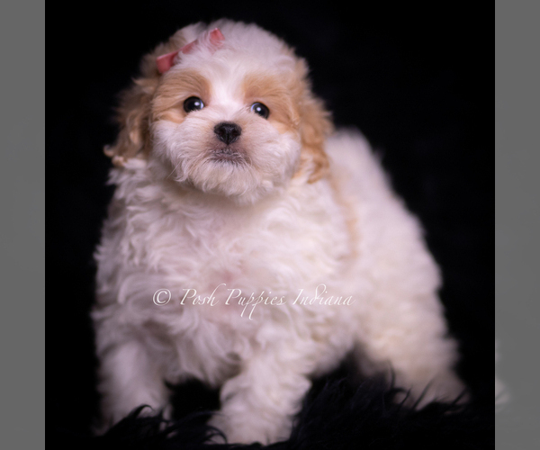 Medium Photo #3 Maltipoo (Miniature) Puppy For Sale in WARSAW, IN, USA