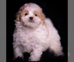 Small #2 Maltipoo (Miniature)