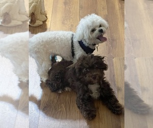 Father of the Maltipoo puppies born on 06/08/2024