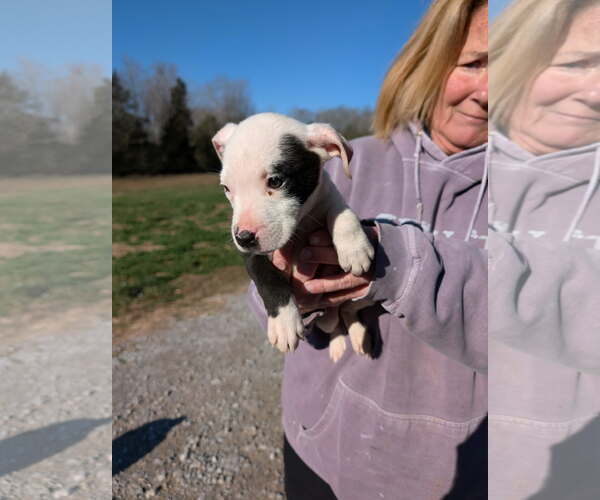 Medium Photo #2 Mutt Puppy For Sale in SHERBURNE, NY, USA