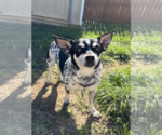 Small #2 Chihuahua Mix