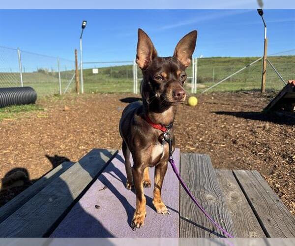 Medium Photo #1 Chihuahua Puppy For Sale in McKinleyville, CA, USA