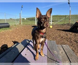 Chihuahua Dogs for adoption in McKinleyville, CA, USA