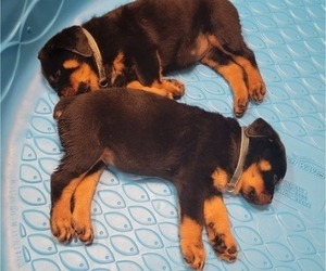 Rottweiler Puppy for sale in EAST PEORIA, IL, USA